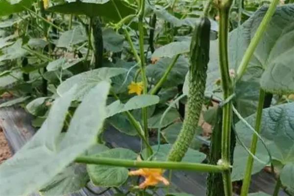 怎么防治黄瓜花叶病毒病，发病初期喷施植病灵乳剂等药物