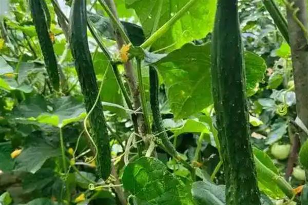 怎么防治黄瓜花叶病毒病，发病初期喷施植病灵乳剂等药物