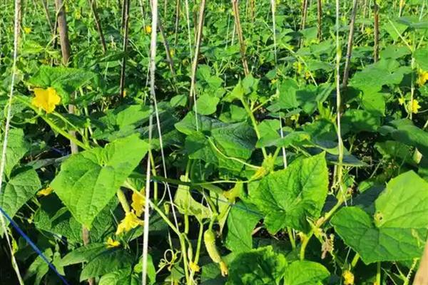 怎么防治黄瓜花叶病毒病，发病初期喷施植病灵乳剂等药物