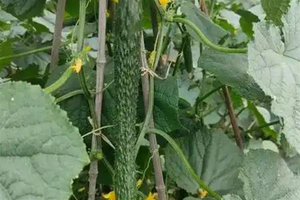 怎么防治黄瓜花叶病毒病，发病初期喷施植病灵乳剂等药物