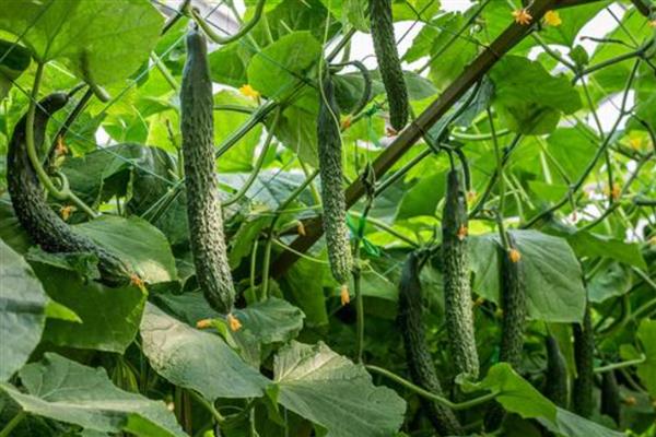 怎么防治黄瓜花叶病毒病，发病初期喷施植病灵乳剂等药物