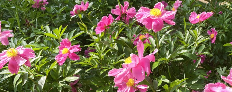 芍药花的开放时间，集中在4-6月份