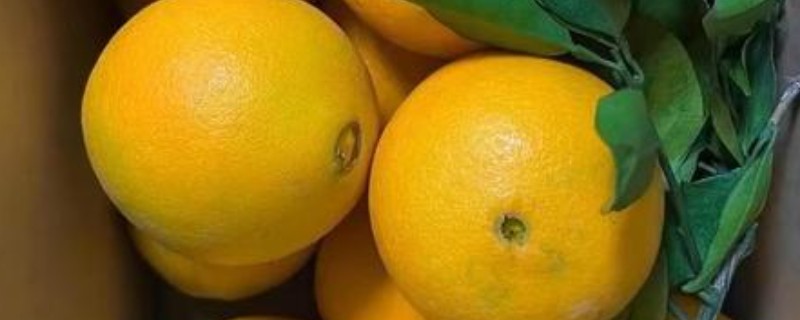 橙子软了能不能食用，只要没变质就可以吃