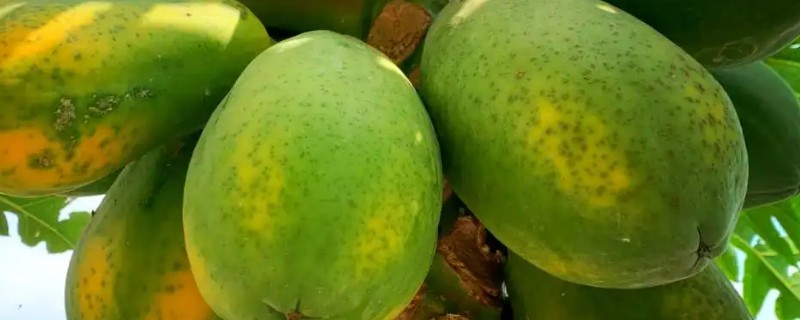 木瓜怎么吃，可熬汤也可做成凉拌青木瓜丝