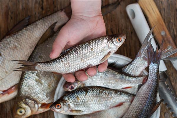秋季能钓鲮鱼吗,是适合垂钓的一个时段