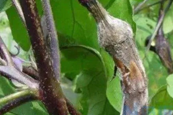 茄子根腐病是如何发病的，是腐皮镰孢的真菌侵染到根部