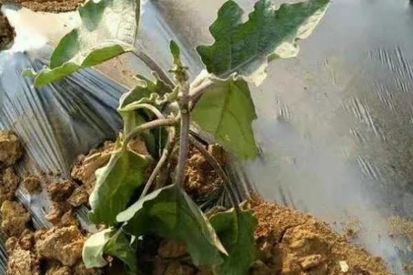 茄子根腐病是如何发病的，是腐皮镰孢的真菌侵染到根部