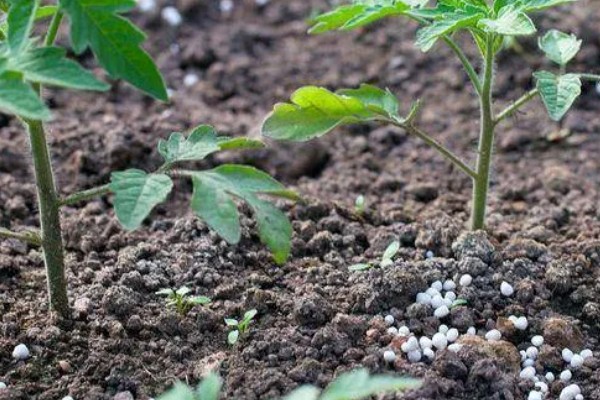 茄子根腐病是如何发病的，是腐皮镰孢的真菌侵染到根部