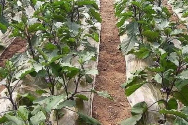 茄子根腐病是如何发病的，是腐皮镰孢的真菌侵染到根部