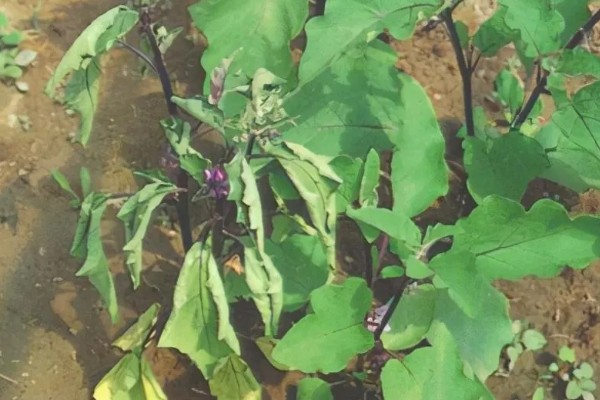 茄子根腐病是如何发病的，是腐皮镰孢的真菌侵染到根部