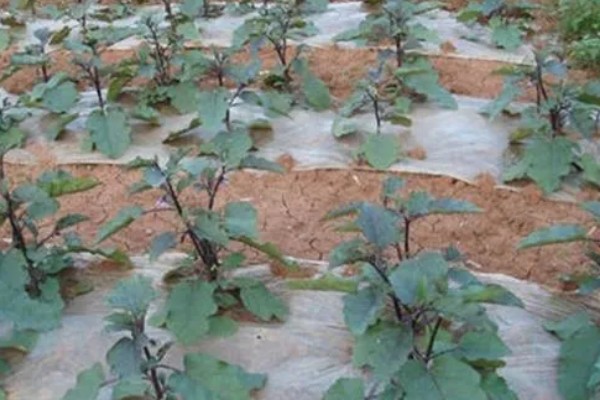 茄子根腐病是如何发病的，是腐皮镰孢的真菌侵染到根部