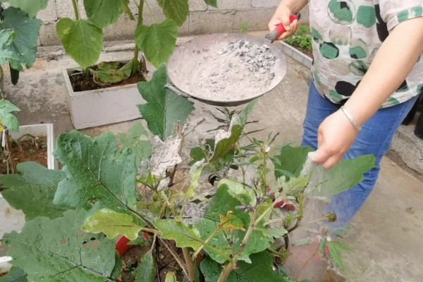 茄子根腐病是如何发病的，是腐皮镰孢的真菌侵染到根部