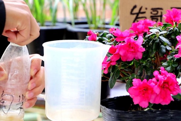 杜鹃花的施肥方法,秋季追施磷钾肥可促进花芽生长