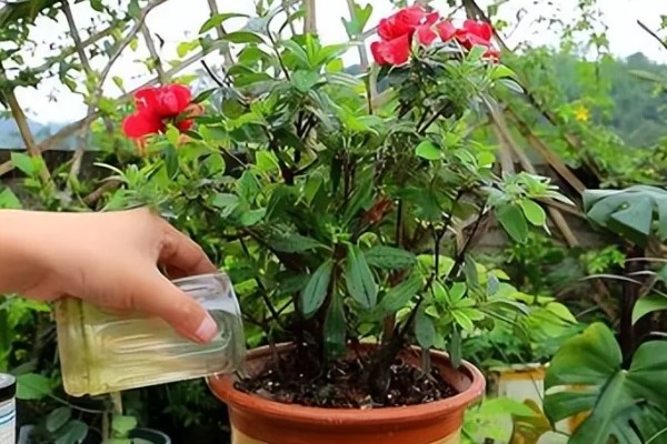 杜鹃花的施肥方法,秋季追施磷钾肥可促进花芽生长