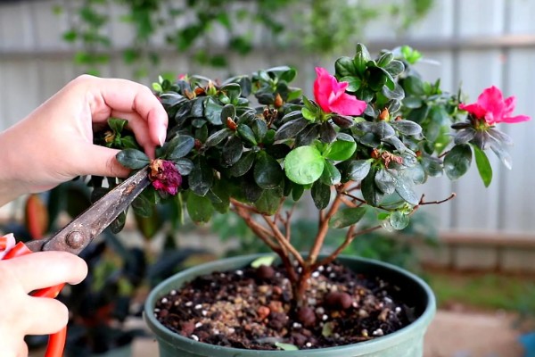 杜鹃花的施肥方法,秋季追施磷钾肥可促进花芽生长