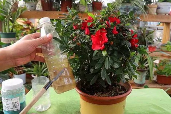 杜鹃花的施肥方法,秋季追施磷钾肥可促进花芽生长