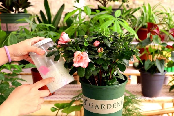 杜鹃花的施肥方法,秋季追施磷钾肥可促进花芽生长