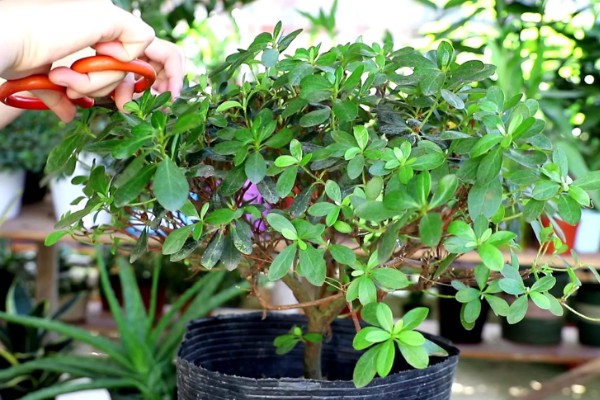 杜鹃花的施肥方法,秋季追施磷钾肥可促进花芽生长