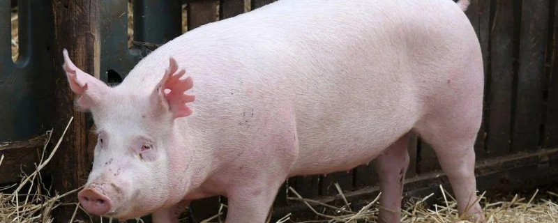 母猪怀孕几天下仔，怀孕后4个月下仔