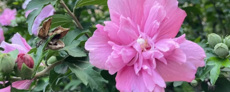 怎么养殖荷兰木槿花，剪除枯萎、发黄的叶子可节省养分