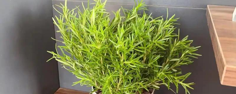 迷迭香的叶片为何会卷曲，一般是缺水、光照太强等因素所致