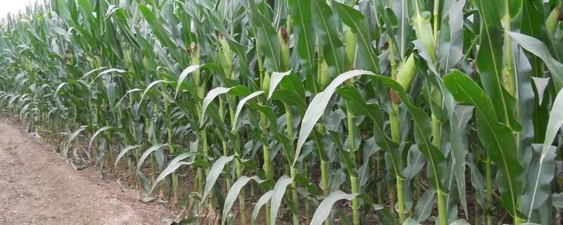 重玉100玉米种子介绍，该品种属普通杂交玉米