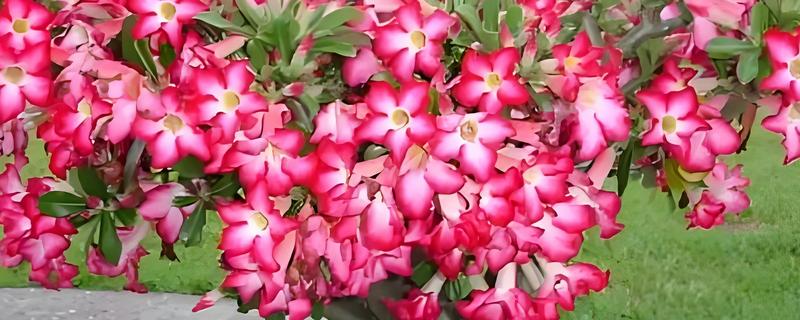 怎样让沙漠玫瑰多开花，使用透气能力较好的花土来养