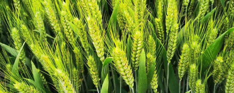 艾麦24小麦的栽培要点，适宜播种期10月上中旬