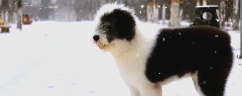 古牧犬的智商，成年后智商媲美3岁左右的小孩