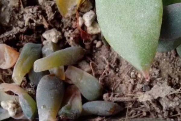 多肉植物掉肉瓣的原因，可能是光照不足或水量过大所致