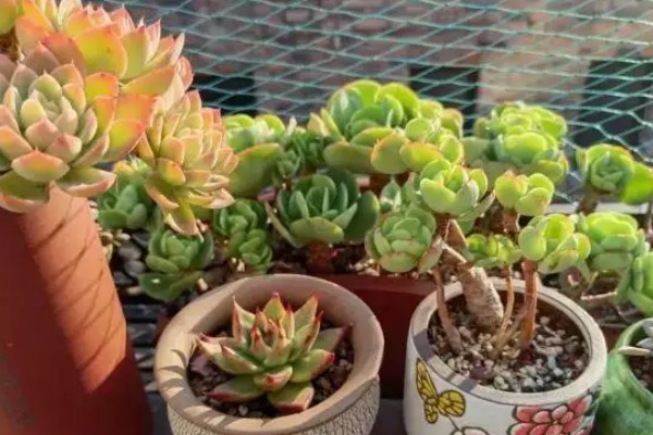 多肉植物掉肉瓣的原因，可能是光照不足或水量过大所致