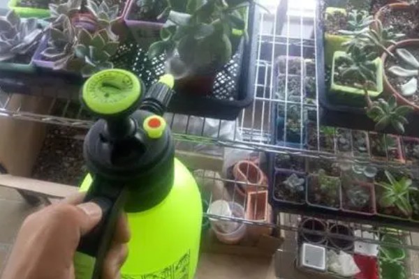 多肉植物掉肉瓣的原因，可能是光照不足或水量过大所致