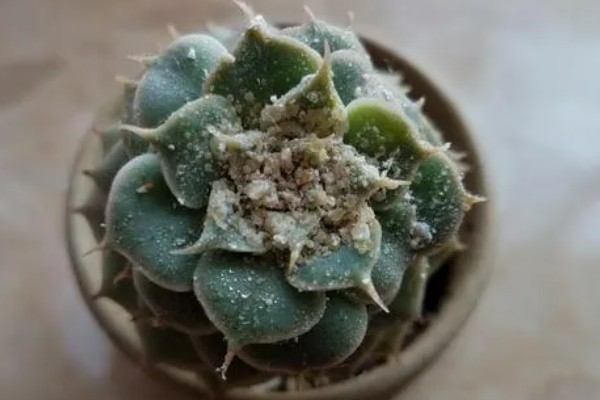 多肉植物掉肉瓣的原因，可能是光照不足或水量过大所致