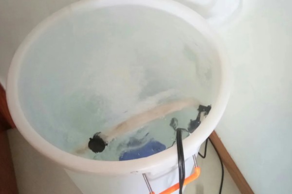 养龟需要硝化细菌吗,养龟不需要硝化细菌