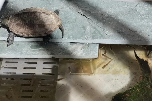 养龟需要硝化细菌吗,养龟不需要硝化细菌