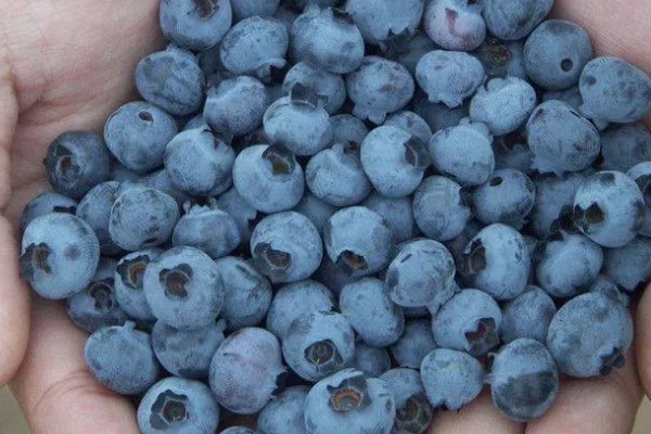 蓝莓蓝宝石的品种简介，属于中熟蓝莓品种
