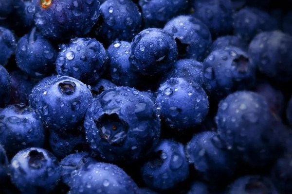 蓝莓蓝宝石的品种简介，属于中熟蓝莓品种