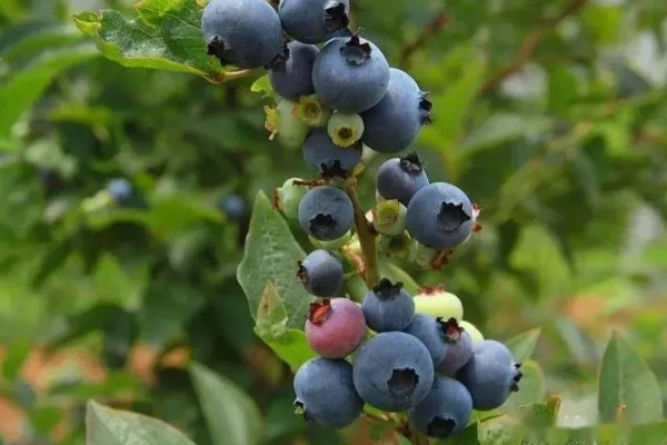 蓝莓蓝宝石的品种简介，属于中熟蓝莓品种