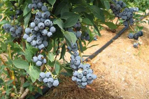 蓝莓蓝宝石的品种简介，属于中熟蓝莓品种