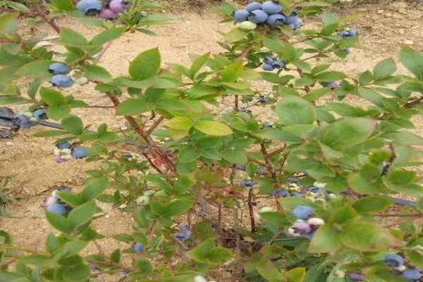 蓝莓蓝宝石的品种简介，属于中熟蓝莓品种