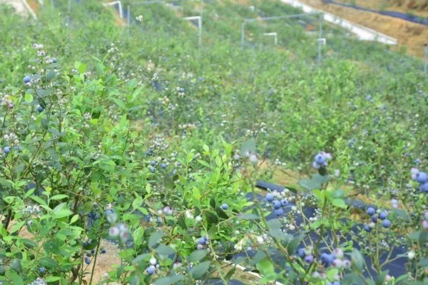蓝莓蓝宝石的品种简介，属于中熟蓝莓品种