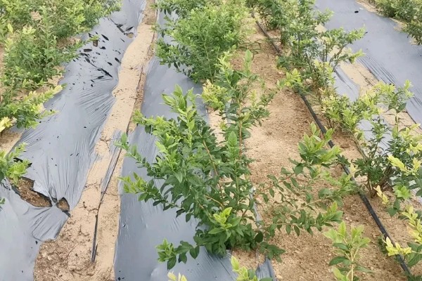 蓝莓蓝宝石的品种简介，属于中熟蓝莓品种