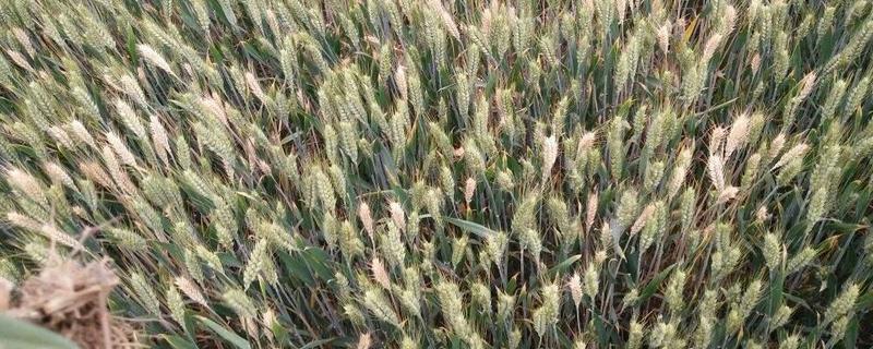 小麦赤霉病的防治方法，可以用增产菌进行拌种