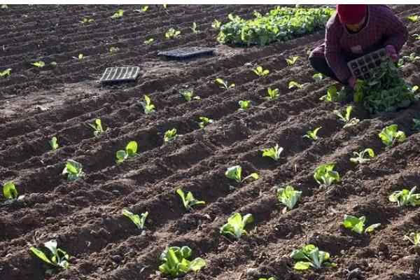 小青菜的种植技术，2-3片真叶时进行次间苗