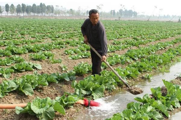 小青菜的种植技术，2-3片真叶时进行次间苗