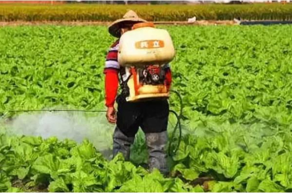 小青菜的种植技术，2-3片真叶时进行次间苗