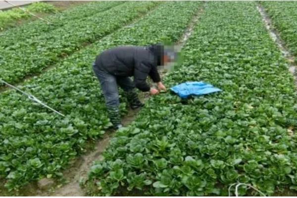 小青菜的种植技术，2-3片真叶时进行次间苗