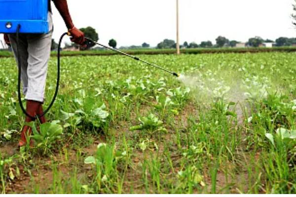 小青菜的种植技术，2-3片真叶时进行次间苗