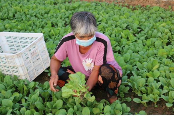 小青菜的种植技术，2-3片真叶时进行次间苗