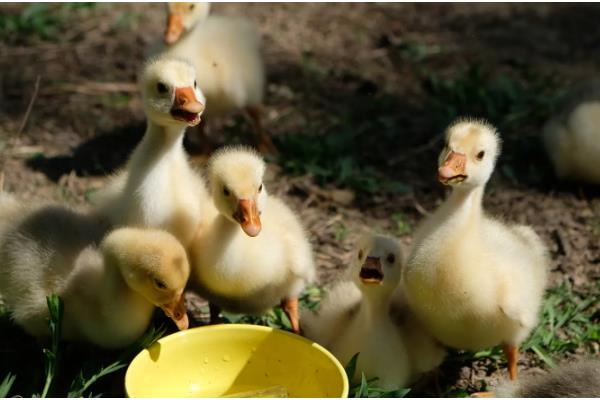 鹅可以吃什么,主要吃草类、植物性饲料等